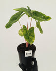 Alocasia 'Morocco' Variegated - SALE