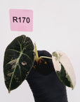 Alocasia reginula 'Black Velvet variegata' - Bare Bottom Baby