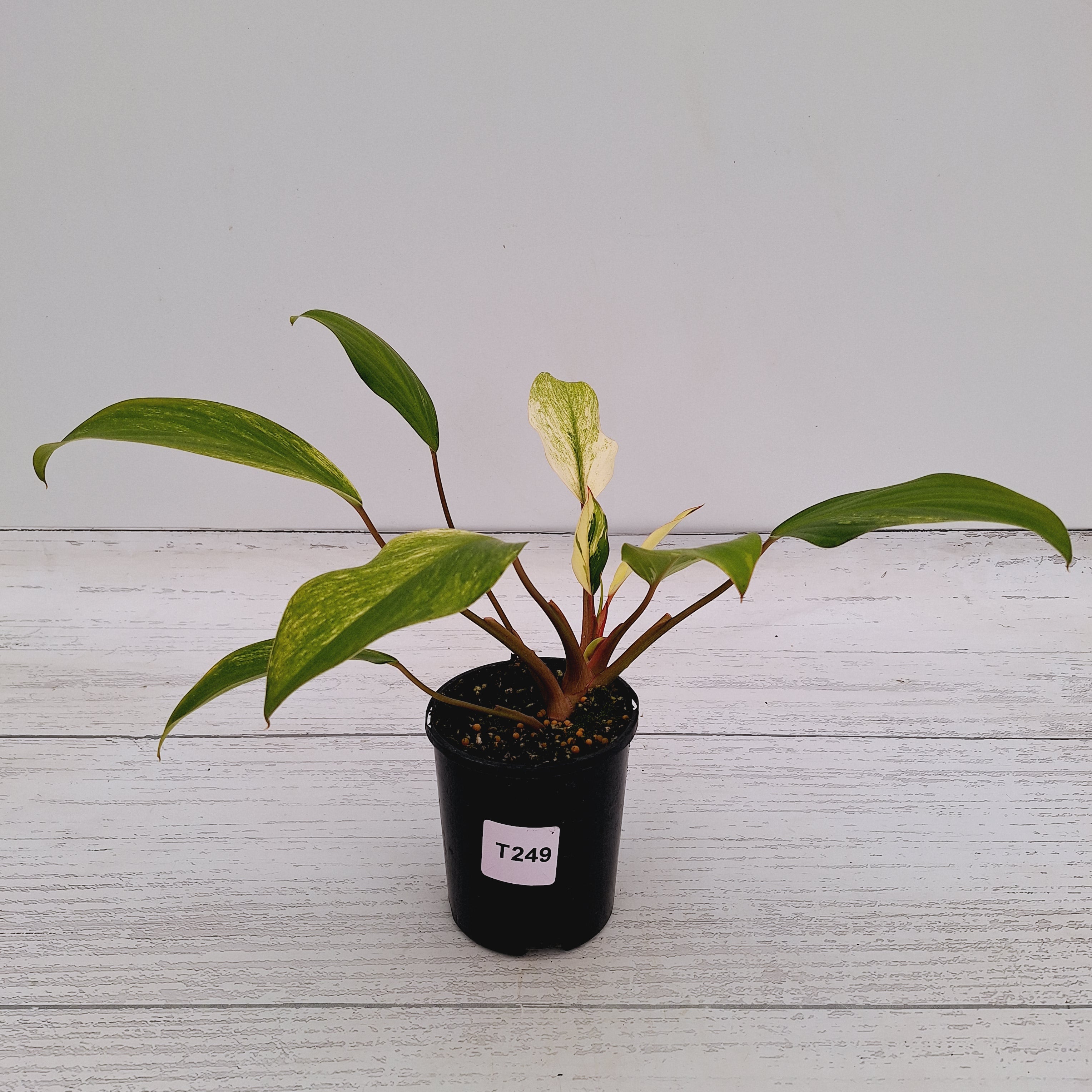 Homalomena Tropical Green Variegata