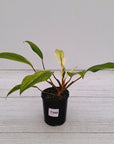 Homalomena Tropical Green Variegata