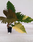 Philodendron serratum Caramel Marble