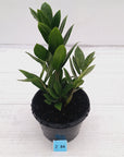 Zamioculcas zamiifolia Variegated ZZ Plant