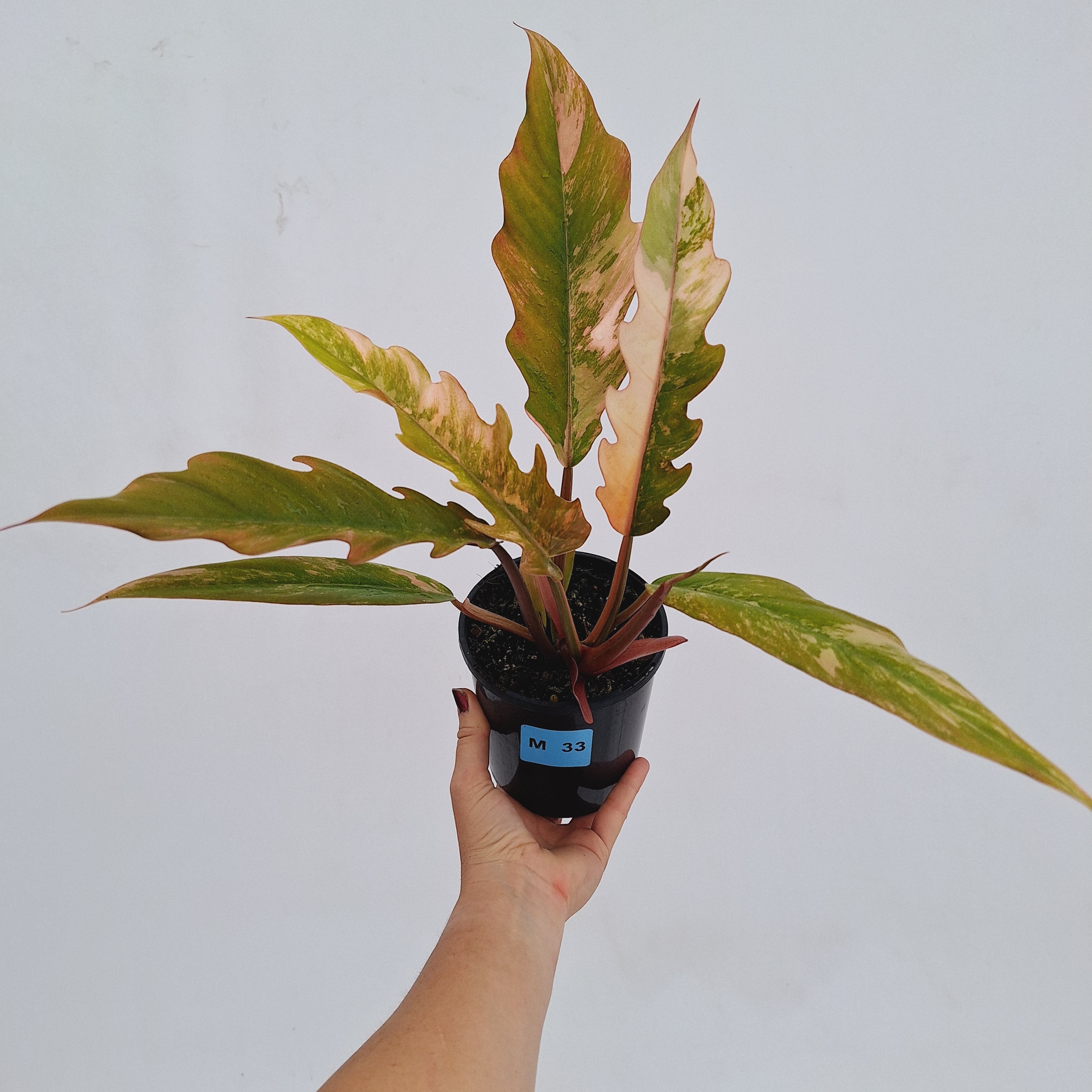 Philodendron serratum Caramel Marble