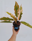 Philodendron serratum Caramel Marble