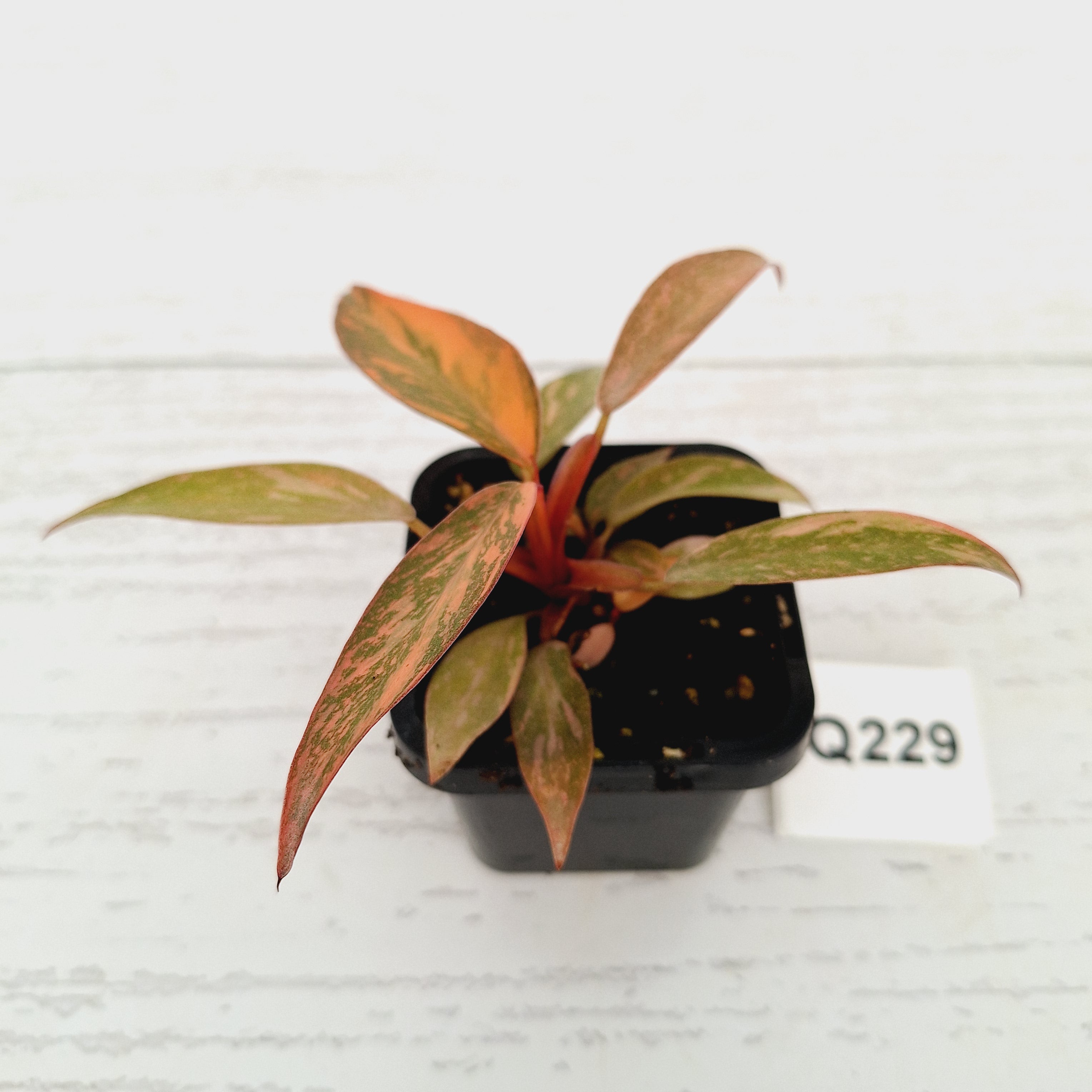 Philodendron 'Orange Princess'