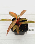 Philodendron 'Orange Princess'