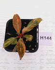 Philodendron 'Orange Princess'