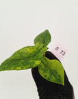 Alocasia scalprum Variegata-Bare Bottom Baby