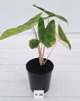 Alocasia 'Morocco' Variegated - SALE
