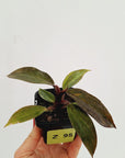Philodendron 'Orange Princess'