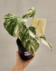 Monstera borsigiana 'Albo'