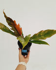 Philodendron serratum Caramel Marble