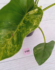 Philodendron giganteum Blizzard - SALE