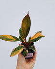 Philodendron 'Rojo Congo Variegated'