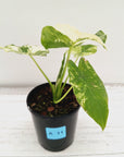 Alocasia Odora 'California Albo'