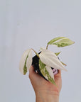 Philodendron gloriosum variegata