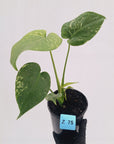 Monstera Deliciosa 'Mint'