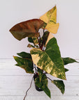 Philodendron erubescens Strawberry Shake