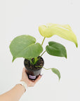 Monstera Deliciosa 'Mint' - SALE