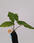 Alocasia Portora Variegata - Bare Bottom Baby