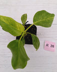 Philodendron giganteum Blizzard - SALE