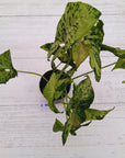 Syngonium podophyllum Confetti Tricolour