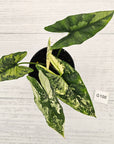 Alocasia ‘Simpo Albo’ Variegata - SALE