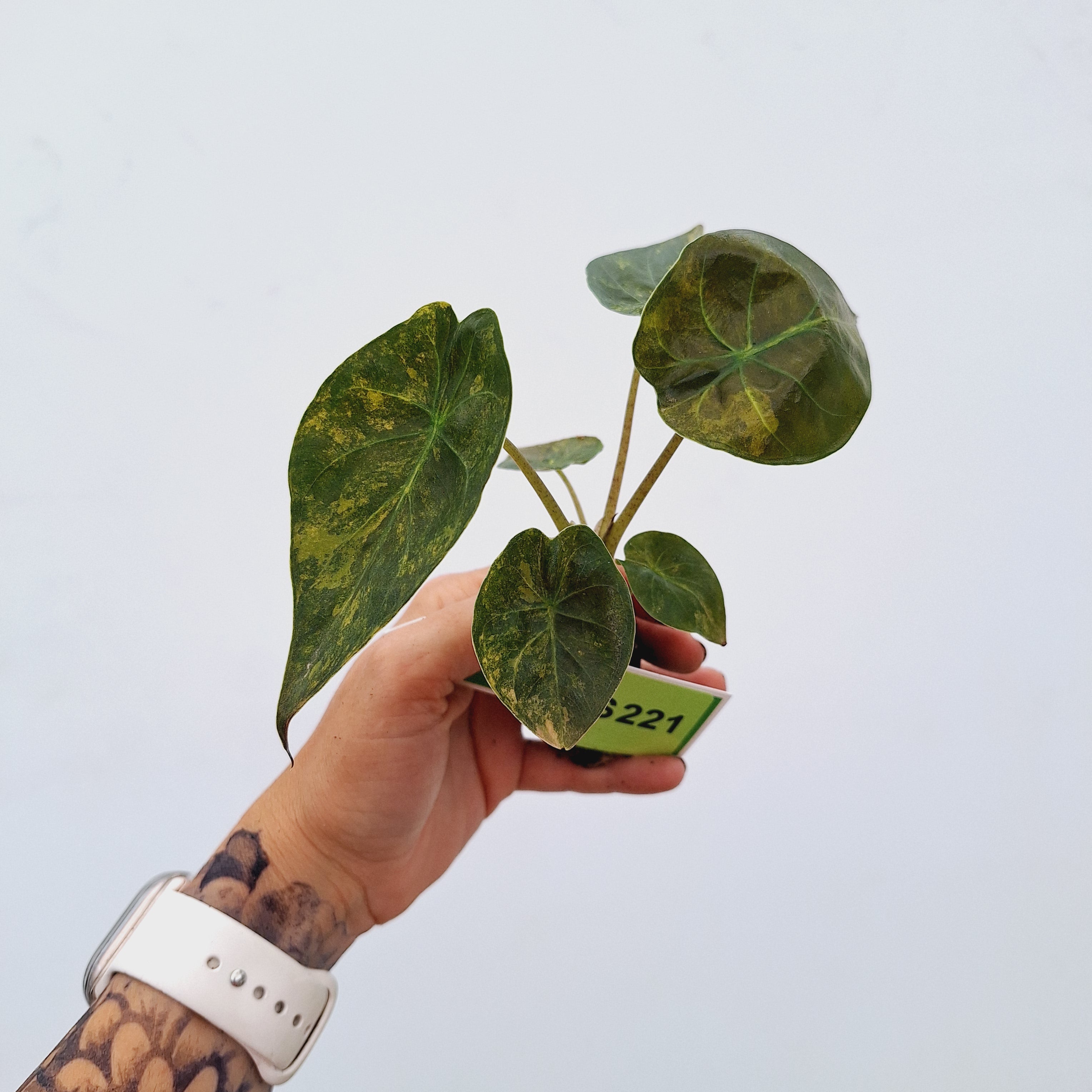 Alocasia ‘wentii’ Variegated - Bare Bottom Baby