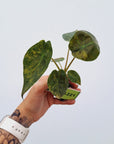 Alocasia ‘wentii’ Variegated - Bare Bottom Baby