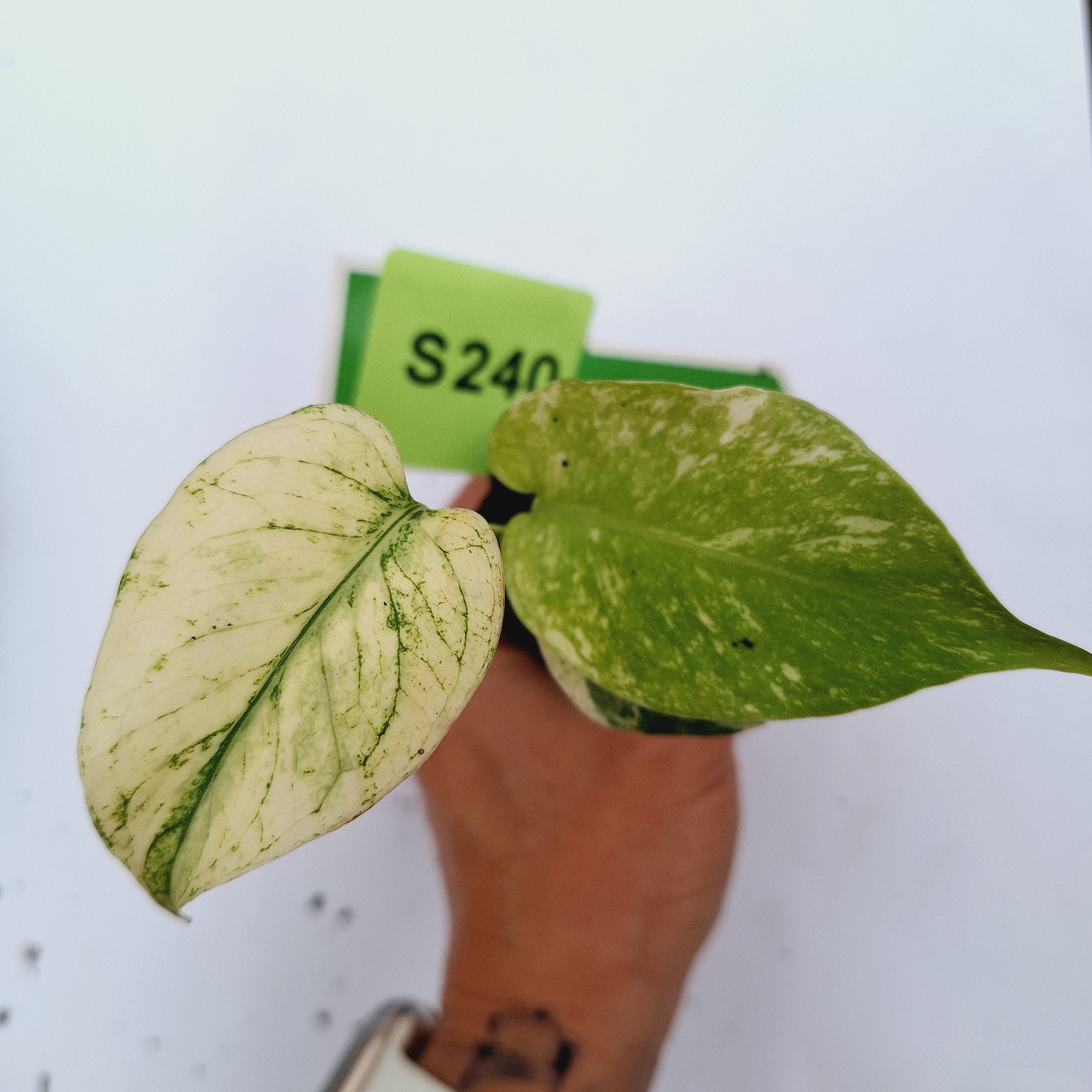 Monstera Deliciosa 'White Monster' - Bare Bottom Baby