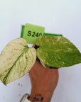 Monstera Deliciosa 'White Monster' - Bare Bottom Baby
