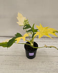 Philodendron warscewiczii 'Gold Variegata'