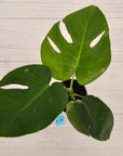 Monstera Deliciosa 'Mint'