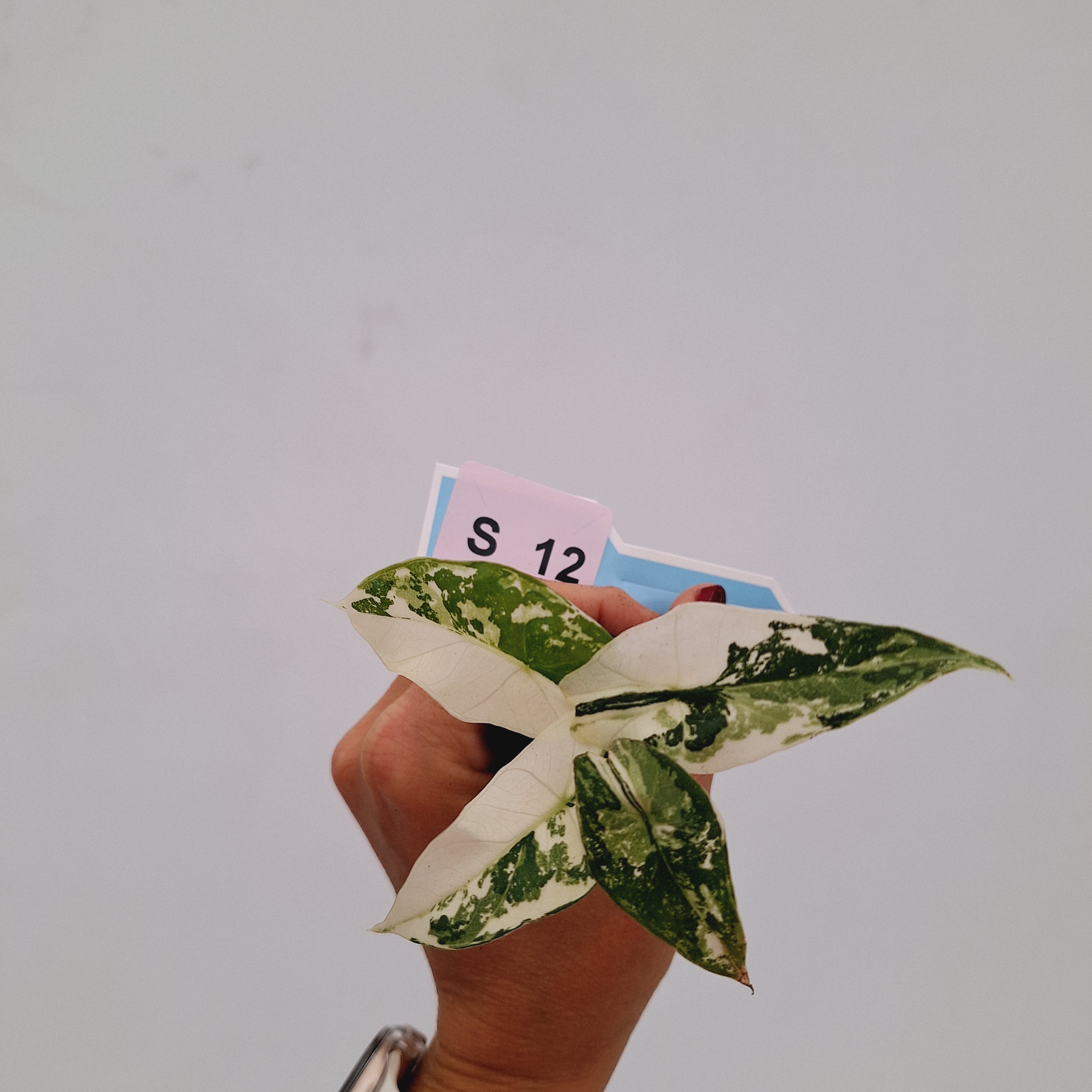 Alocasia 'Simpo' Albo Variegata- Bare Bottom Baby⁷