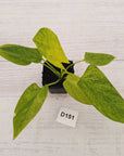 Homalomena sulcata ‘Cream Frost’ - SALE
