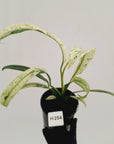 Epipremnum giganteum variegata