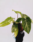 Philodendron gloriosum white vien variegata
