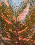 Philodendron 'Orange Princess'
