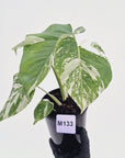 Monstera borsigiana 'Albo'