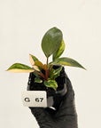 Philodendron 'Rojo Congo Variegated' - SALE