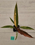 Philodendron serratum 'Caramel Marble' -flash sale