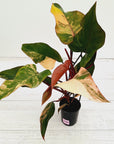 Philodendron erubescens Strawberry Shake