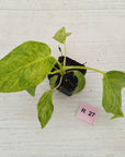 Philodendron giganteum Blizzard - SALE