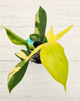 Philodendron pedatum 'Florida Beauty'
