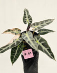 Alocasia Amazonica bambino Variegata