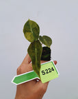 Alocasia Pink Dragon Variegata - Bare Bottom Baby