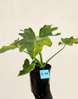 Philodendron bipinnatifidum variegata - SALE
