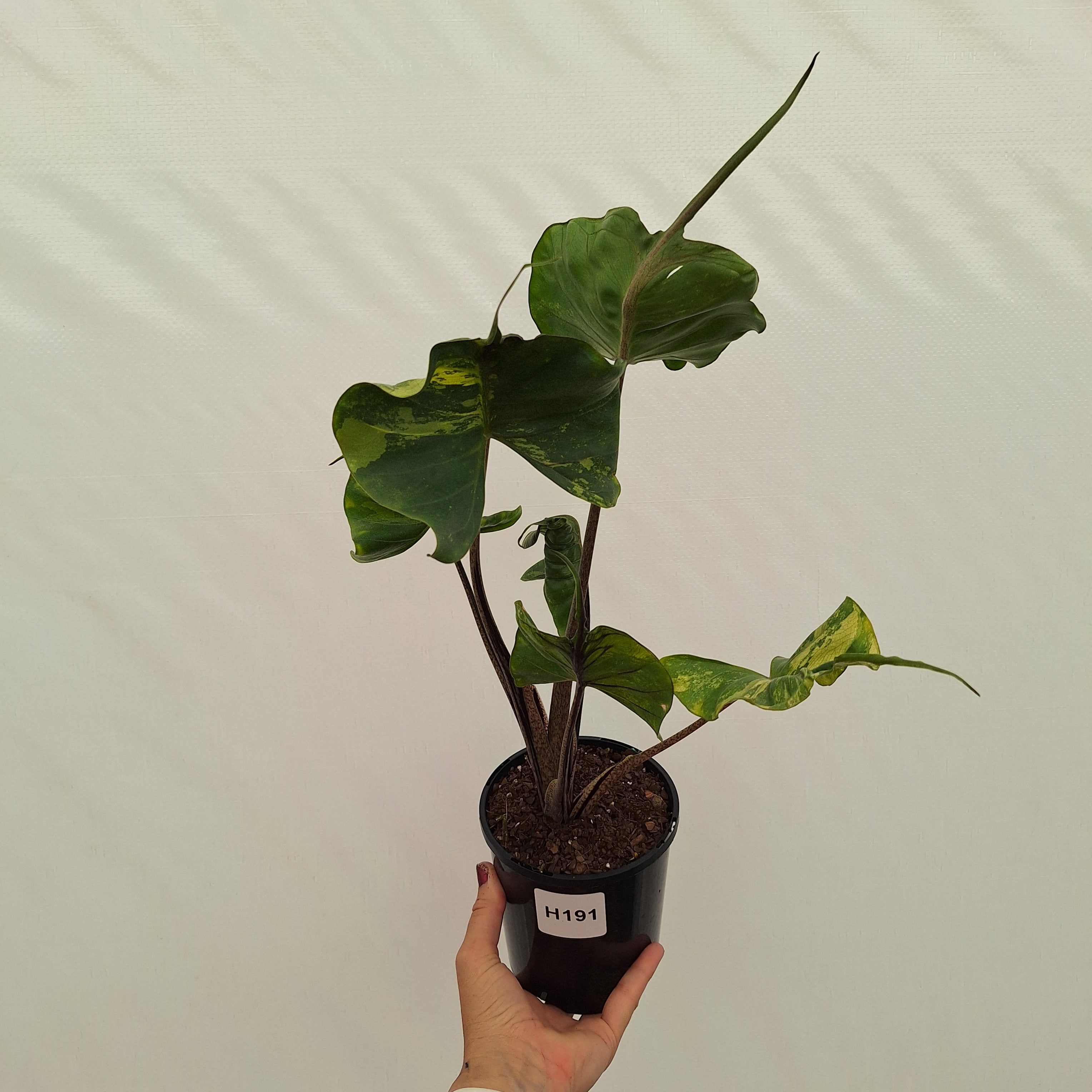 Alocasia macrorrhizos 'Stingray Aurea' Variegata