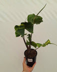 Alocasia macrorrhizos 'Stingray Aurea' Variegata