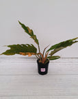 Philodendron serratum 'Caramel Marble'